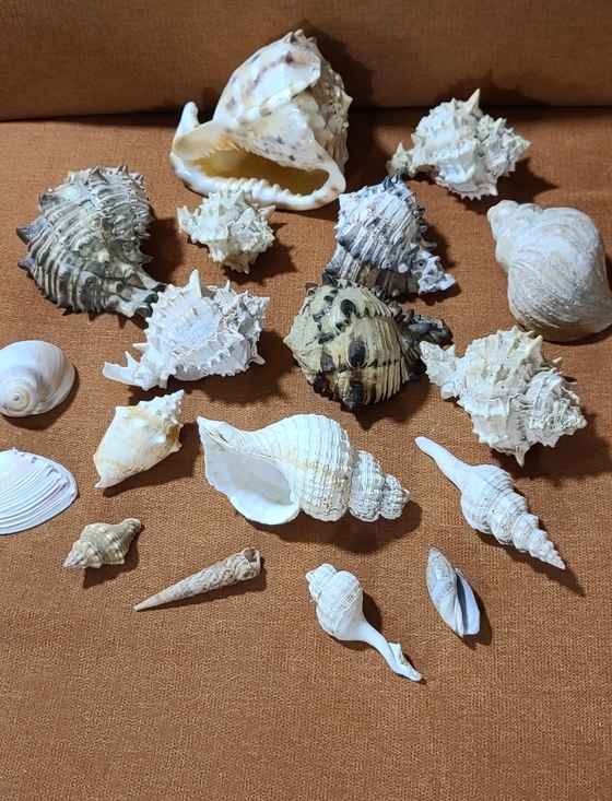 Vintage Other - Mixed Natural Sea Shell Lot With Large Cassius Cornuta, Hexaplex Radix Murex